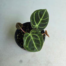 Load image into Gallery viewer, #G23 Two x Headed Anthurium Regale