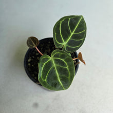 Load image into Gallery viewer, #G23 Two x Headed Anthurium Regale