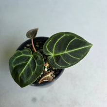 Load image into Gallery viewer, #G23 Two x Headed Anthurium Regale