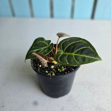 Load image into Gallery viewer, #G23 Two x Headed Anthurium Regale