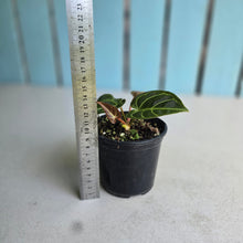 Load image into Gallery viewer, #G23 Two x Headed Anthurium Regale