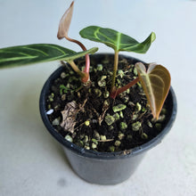 Load image into Gallery viewer, #G23 Two x Headed Anthurium Regale
