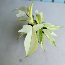 Load image into Gallery viewer, #G17 Multi-headed Philodendron Florida Ghost