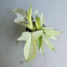 Load image into Gallery viewer, #G17 Multi-headed Philodendron Florida Ghost