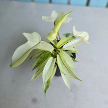 Load image into Gallery viewer, #G17 Multi-headed Philodendron Florida Ghost