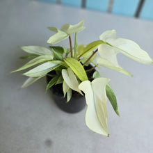 Load image into Gallery viewer, #G17 Multi-headed Philodendron Florida Ghost