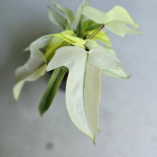 Load image into Gallery viewer, #G17 Multi-headed Philodendron Florida Ghost