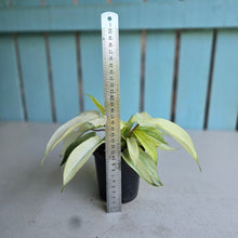 Load image into Gallery viewer, #G17 Multi-headed Philodendron Florida Ghost