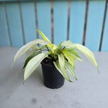Load image into Gallery viewer, #G17 Multi-headed Philodendron Florida Ghost