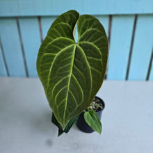 Load image into Gallery viewer, #H215 Anthurium NOID