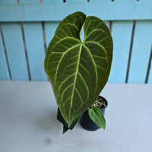 Load image into Gallery viewer, #H215 Anthurium NOID