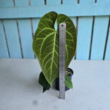 Load image into Gallery viewer, #H215 Anthurium NOID