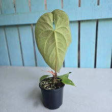 Load image into Gallery viewer, #H215 Anthurium NOID