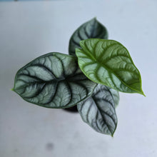 Load image into Gallery viewer, #88 Alocasia Silver Dragon
