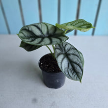 Load image into Gallery viewer, #88 Alocasia Silver Dragon