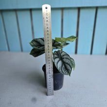 Load image into Gallery viewer, #88 Alocasia Silver Dragon