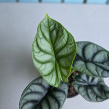 Load image into Gallery viewer, #88 Alocasia Silver Dragon