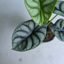 Load image into Gallery viewer, #88 Alocasia Silver Dragon