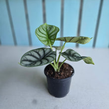 Load image into Gallery viewer, #88 Alocasia Silver Dragon