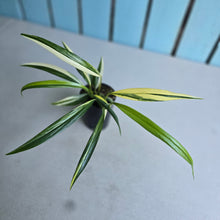 Load image into Gallery viewer, #P93 Variegated Epipremnum Amplissimum