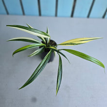 Load image into Gallery viewer, #P93 Variegated Epipremnum Amplissimum