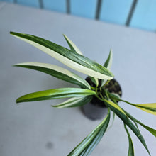 Load image into Gallery viewer, #P93 Variegated Epipremnum Amplissimum