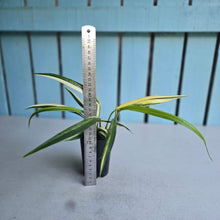 Load image into Gallery viewer, #P93 Variegated Epipremnum Amplissimum