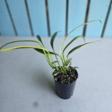 Load image into Gallery viewer, #P93 Variegated Epipremnum Amplissimum