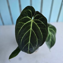 Load image into Gallery viewer, #H24 Anthurium Crystallinum Hope x Velvet Hybrid Round Form