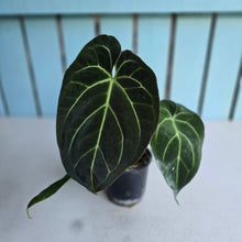 Load image into Gallery viewer, #H24 Anthurium Crystallinum Hope x Velvet Hybrid Round Form