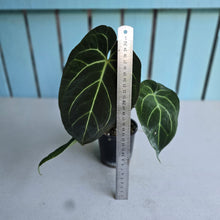 Load image into Gallery viewer, #H24 Anthurium Crystallinum Hope x Velvet Hybrid Round Form