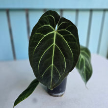 Load image into Gallery viewer, #H24 Anthurium Crystallinum Hope x Velvet Hybrid Round Form