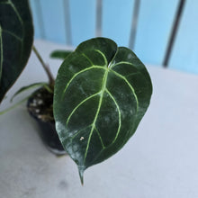 Load image into Gallery viewer, #H24 Anthurium Crystallinum Hope x Velvet Hybrid Round Form