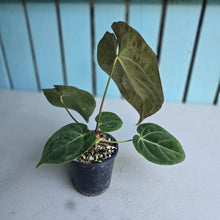 Load image into Gallery viewer, #H24 Anthurium Crystallinum Hope x Velvet Hybrid Round Form