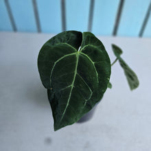 Load image into Gallery viewer, #B87 Anthurium Crystallinum Hope x Velvet Hybrid Round Form