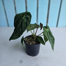 Load image into Gallery viewer, #B87 Anthurium Crystallinum Hope x Velvet Hybrid Round Form