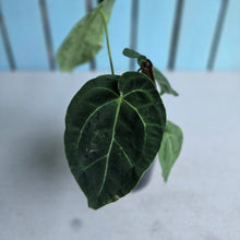 Load image into Gallery viewer, #B87 Anthurium Crystallinum Hope x Velvet Hybrid Round Form