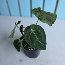 Load image into Gallery viewer, #B87 Anthurium Crystallinum Hope x Velvet Hybrid Round Form