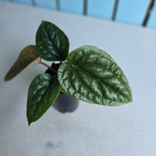 Load image into Gallery viewer, #B09 Anthurium Luxurians x Radicans