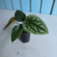 Load image into Gallery viewer, #B09 Anthurium Luxurians x Radicans