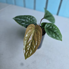 Load image into Gallery viewer, #B09 Anthurium Luxurians x Radicans