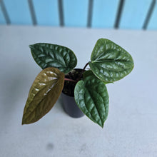 Load image into Gallery viewer, #B09 Anthurium Luxurians x Radicans