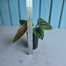 Load image into Gallery viewer, #B09 Anthurium Luxurians x Radicans