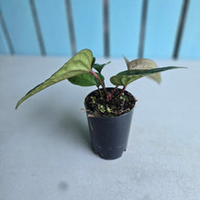 Load image into Gallery viewer, #B09 Anthurium Luxurians x Radicans