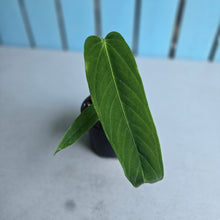 Load image into Gallery viewer, #i121 Anthurium Panamense