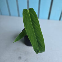 Load image into Gallery viewer, #i121 Anthurium Panamense