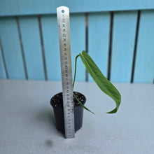 Load image into Gallery viewer, #i121 Anthurium Panamense