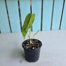 Load image into Gallery viewer, #i121 Anthurium Panamense