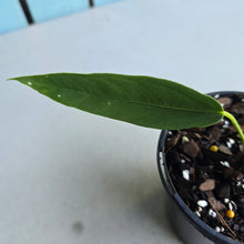 Load image into Gallery viewer, #i121 Anthurium Panamense