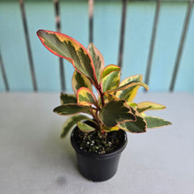 Load image into Gallery viewer, #6 Peperomia Jelly